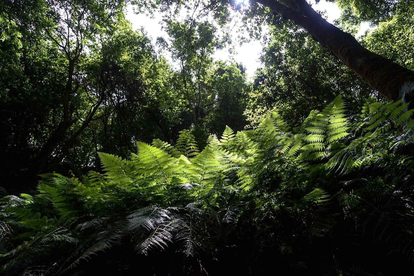 Picture 2 for Activity La Palma: Guided Trekking Tour To Cubo de la Galga