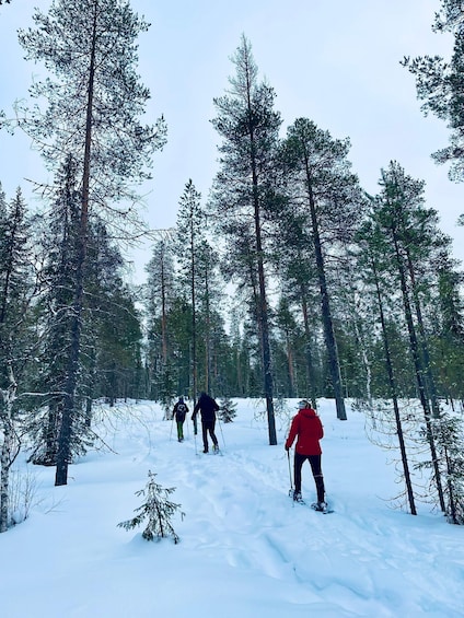 Picture 4 for Activity Pyhätunturi: Guided snowshoeing tour in Pyhä-Luosto