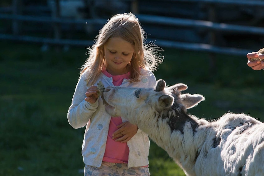 Picture 2 for Activity Rovaniemi: Day Trip to Reindeer Farm and Santa Claus Village