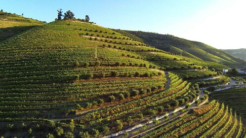 Valle del Duero: visita a la bodega Quinta de S. Luiz y degustación