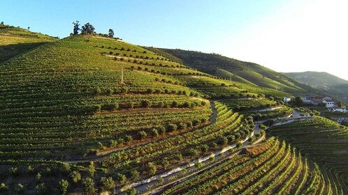 Vallée du Douro : Visite et dégustation du vignoble Quinta de S. Luiz