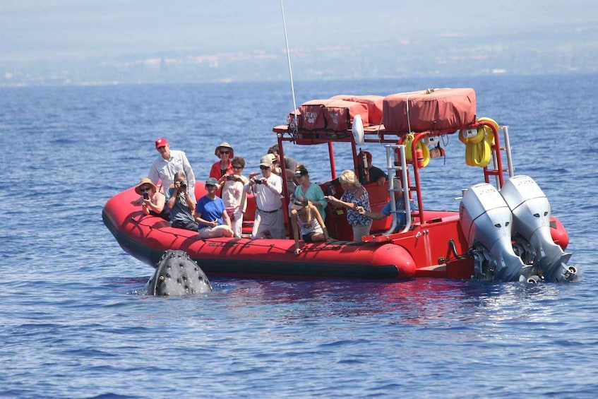 Picture 3 for Activity From Kihei: Guided Humpback Whale Migration Cruise