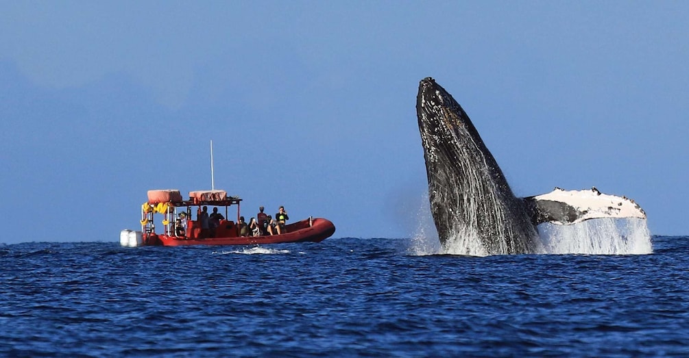 From Kihei: Guided Humpback Whale Migration Cruise