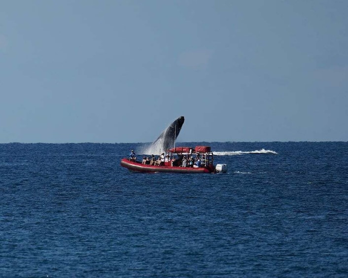 Picture 2 for Activity From Kihei: Guided Humpback Whale Migration Cruise