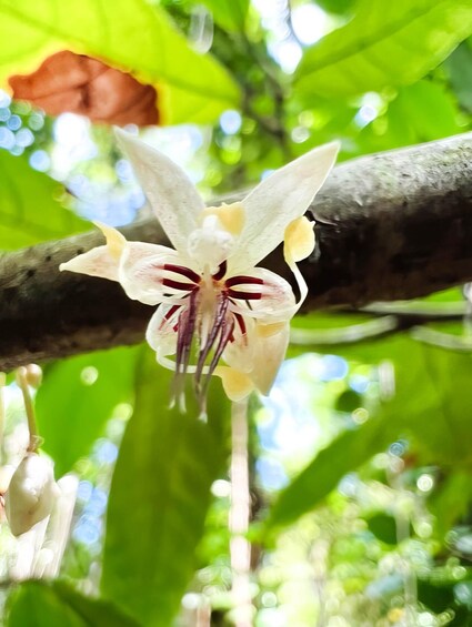 Picture 4 for Activity Private Waterfall, Rainforest & Handcrafted Chocolate Tour