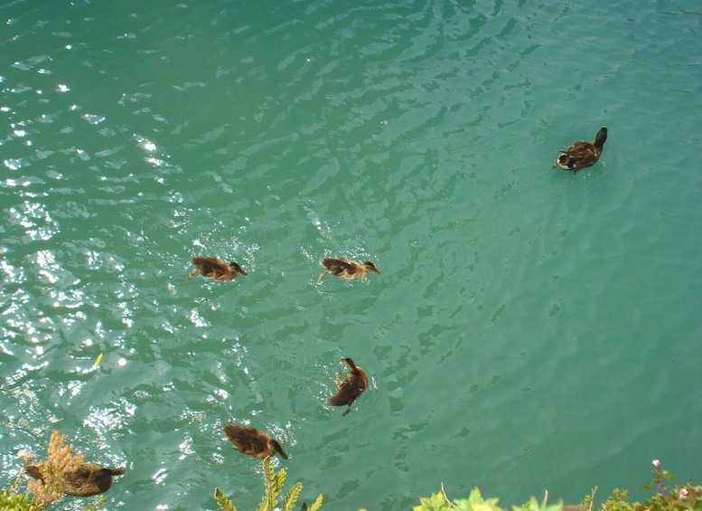 Picture 4 for Activity Sirmione private tour: on the shores of lake Garda