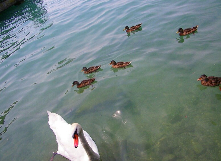 Picture 6 for Activity Sirmione private tour: on the shores of lake Garda