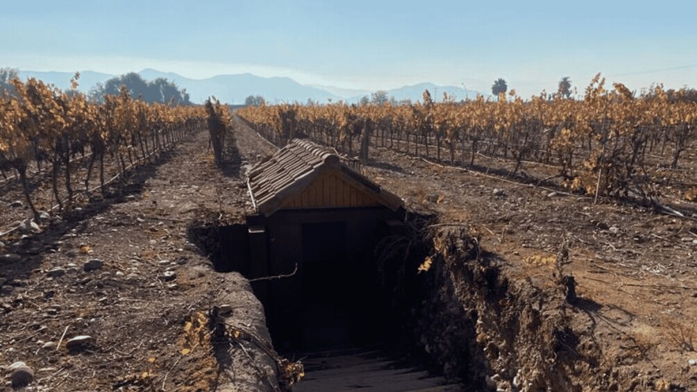 Picture 3 for Activity From Santiago: Undurraga Winery Tour with Tasting