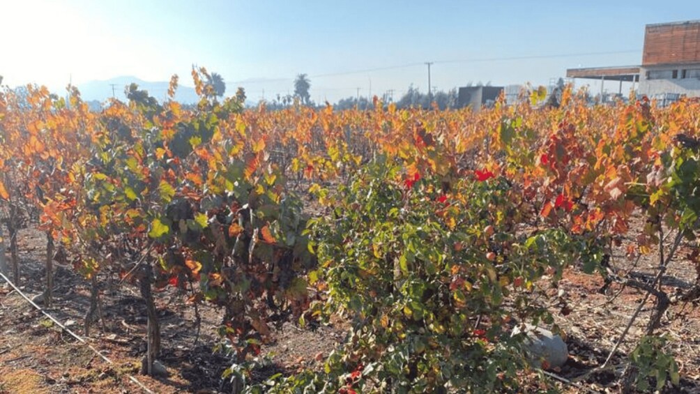 Picture 6 for Activity From Santiago: Undurraga Winery Tour with Tasting