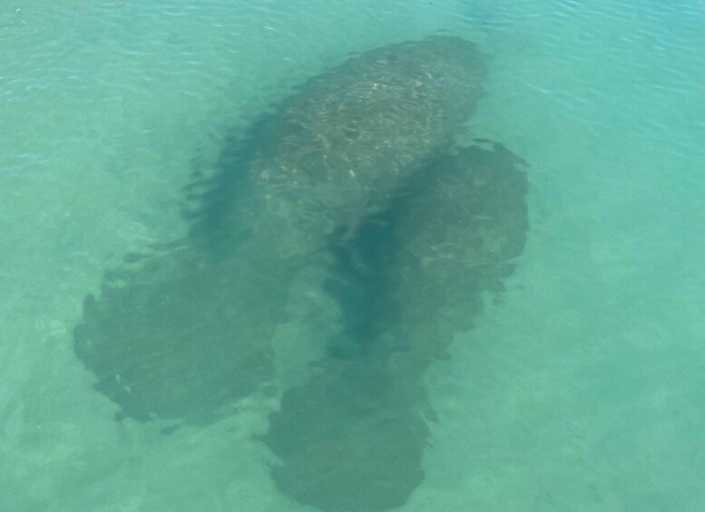 Picture 7 for Activity Fort Pierce: 8-hr Jungle and Lagoon passage to Ocean in FL