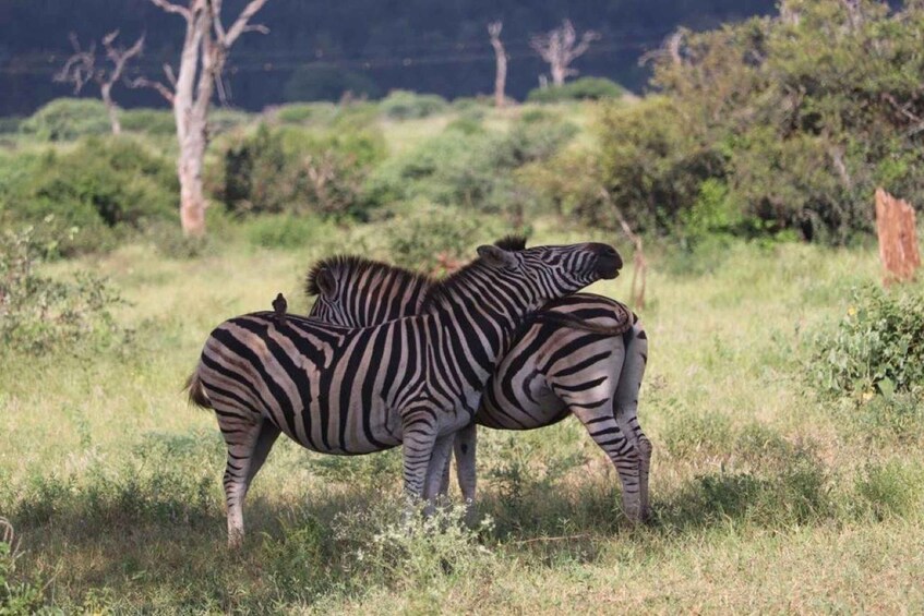 Picture 2 for Activity Bush & Beach Maputo National Park