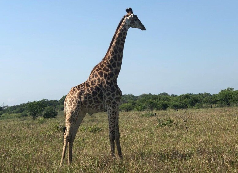 Picture 4 for Activity Bush & Beach Maputo National Park