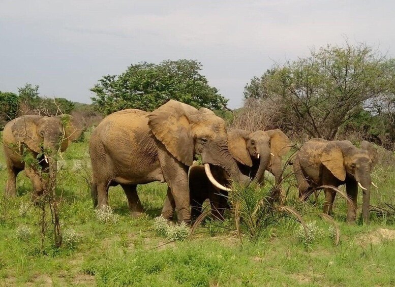 Picture 1 for Activity Bush & Beach Maputo National Park