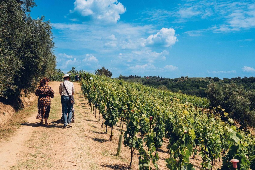 Wine tour in a family winery in Tuscany