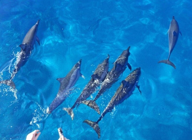 Port Ghalib: Sataya Reefs Dolphin Snorkel Cruise with Lunch