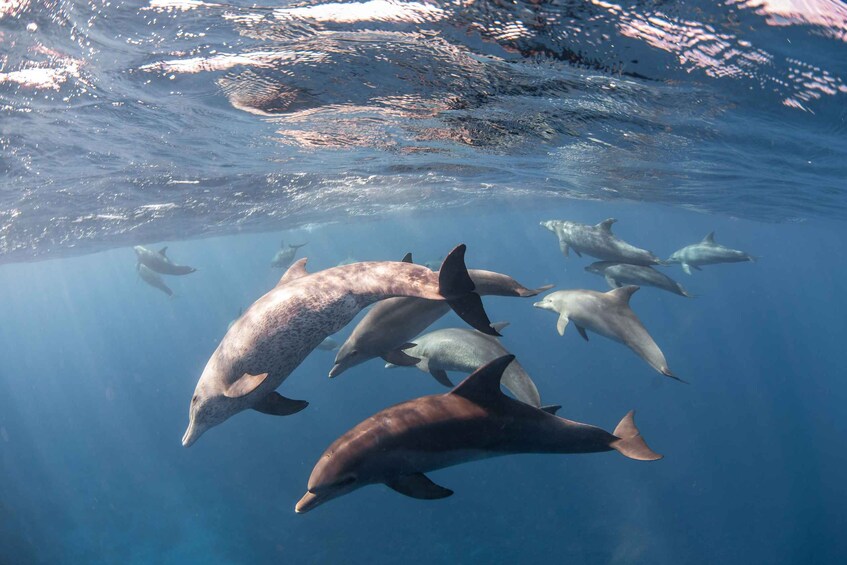 Picture 5 for Activity Port Ghalib: Sataya Reefs Dolphin Snorkel Cruise with Lunch