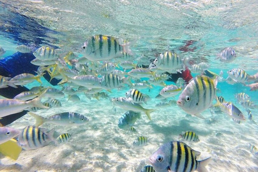 Picture 2 for Activity Bahía de las Aguilas: Beach Day Trip by Boat