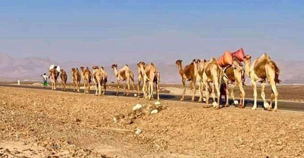 Picture 3 for Activity 4 Days Danakil Depression Tours