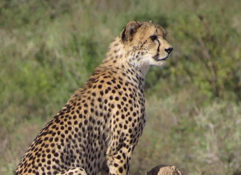 Picture 7 for Activity Nairobi national park: Sunrise and Sunset Tours