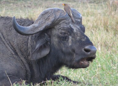 Parc national de Nairobi : Excursions au lever et au coucher du soleil