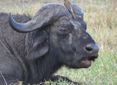 Nationaal park Nairobi: Zonsopgang- en Zonsondergangtours