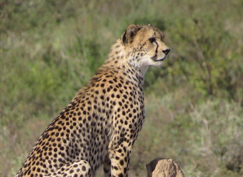 Picture 7 for Activity Nairobi national park: Sunrise and Sunset Tours