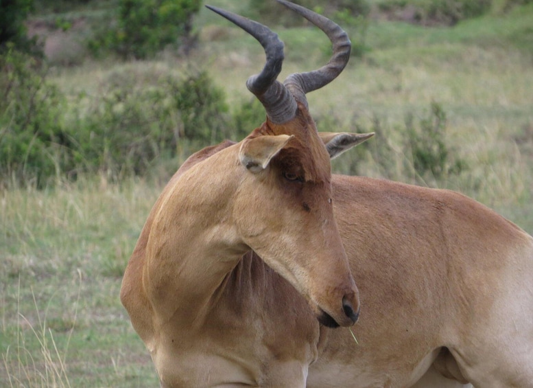 Picture 1 for Activity Nairobi national park: Sunrise and Sunset Tours