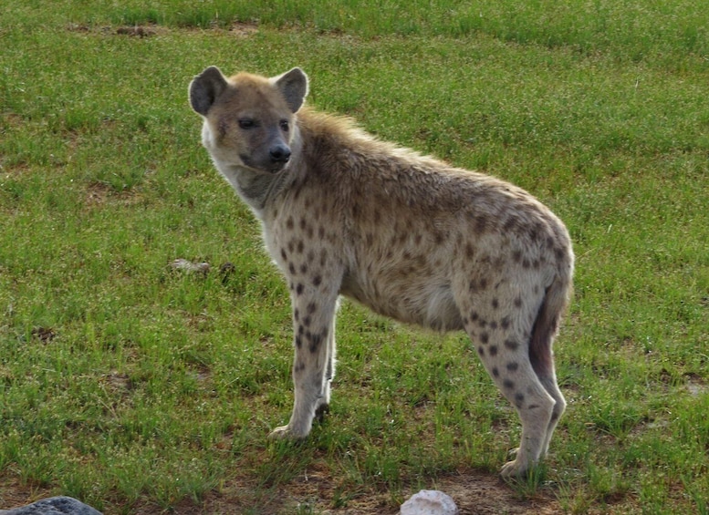 Picture 6 for Activity Nairobi national park: Sunrise and Sunset Tours