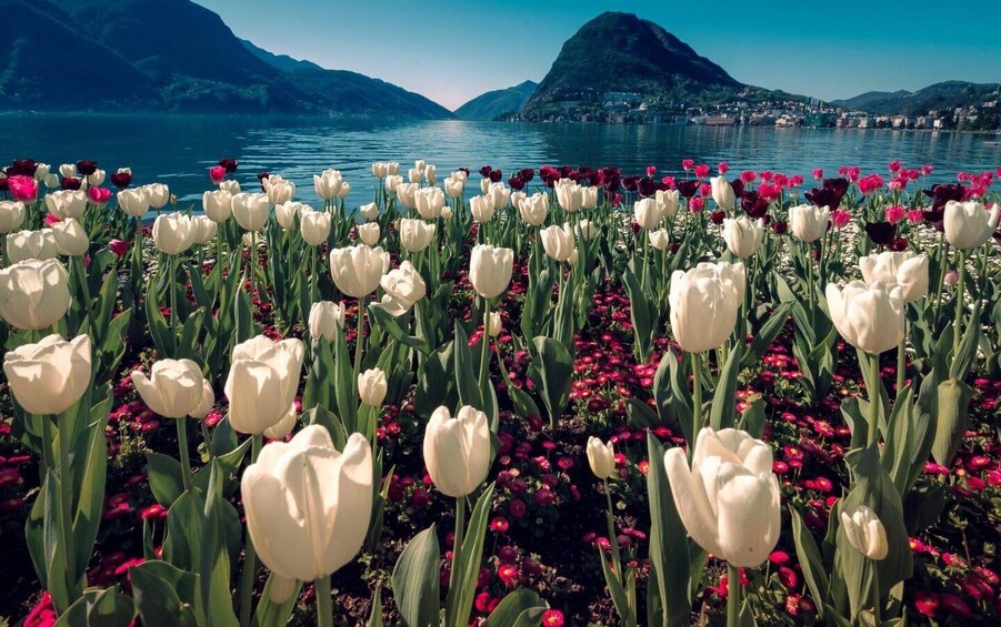 Picture 2 for Activity Lugano: Insta-Perfect Walk with a Local