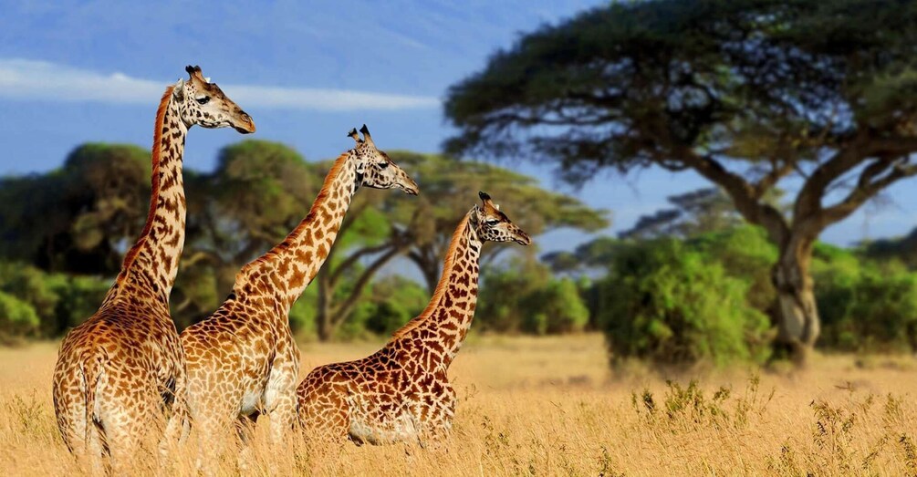 Picture 5 for Activity 3-Day Tsavo East and West Wildlife Safari From Mombasa