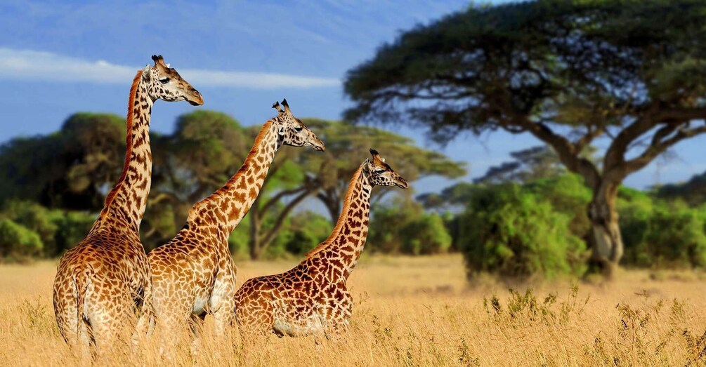 Picture 5 for Activity 3-Day Tsavo East and West Wildlife Safari From Mombasa