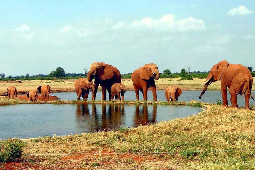 Picture 1 for Activity 3-Day Tsavo East and West Wildlife Safari From Mombasa