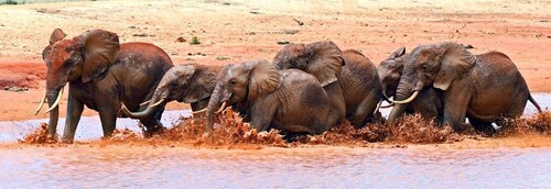 Safari Margasatwa Tsavo Timur dan Barat 3 Hari Dari Mombasa