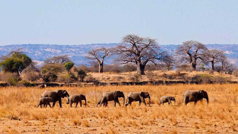 Picture 2 for Activity 3-Day Tsavo East and West Wildlife Safari From Mombasa