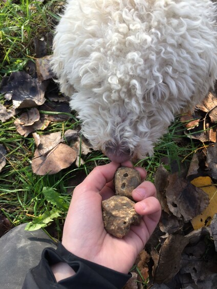 Picture 2 for Activity From Tortona: Piedmont Truffle Hunting Experience