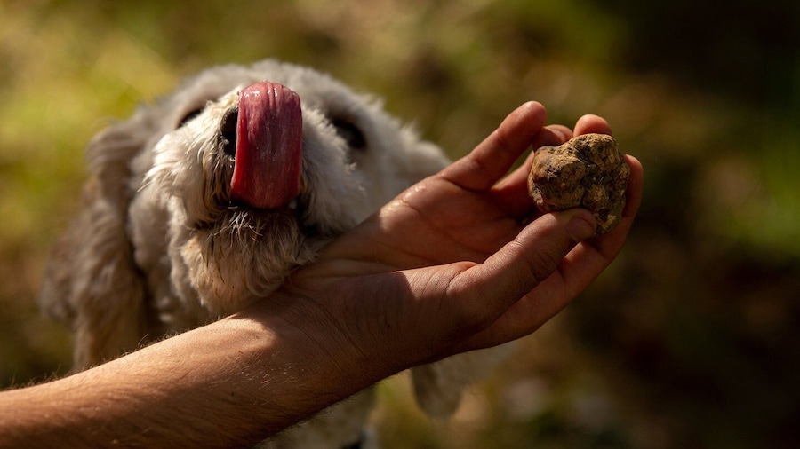 From Tortona: Piedmont Truffle Hunting Experience