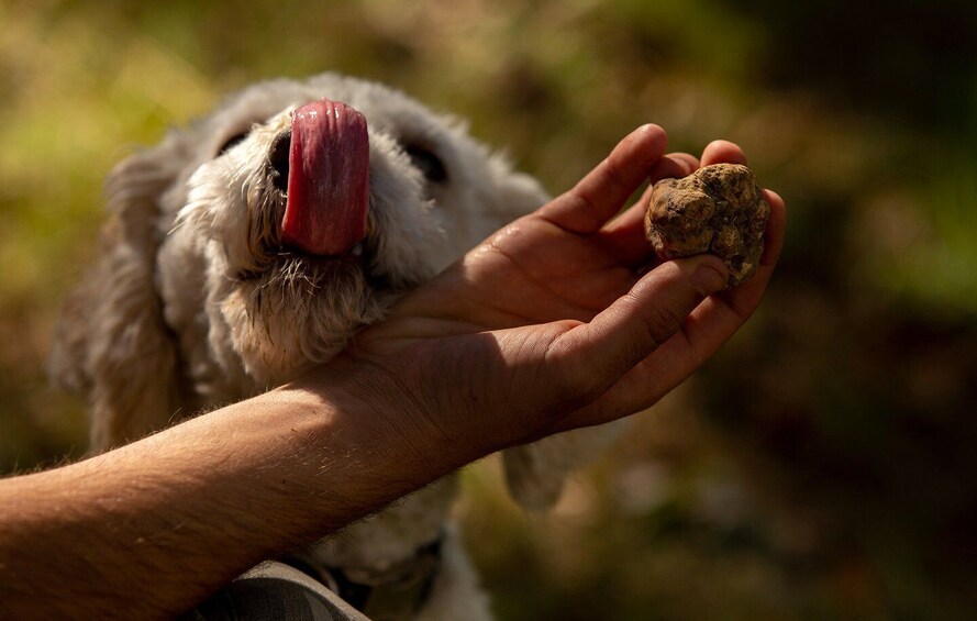 From Tortona: Piedmont Truffle Hunting Experience