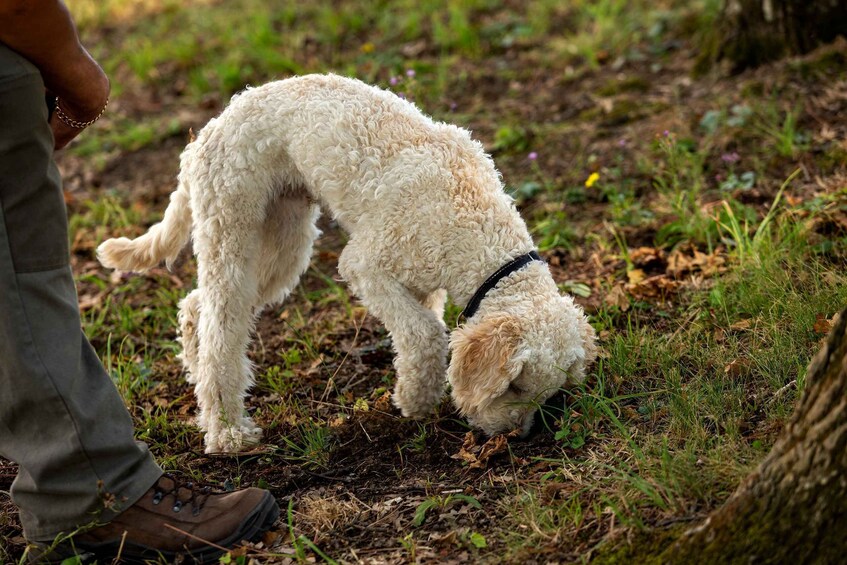 Picture 1 for Activity From Tortona: Piedmont Truffle Hunting Experience