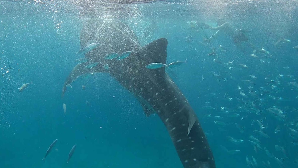 Picture 8 for Activity Cebu: Whaleshark Swimming & Moalboal Snorkelling Day Trip