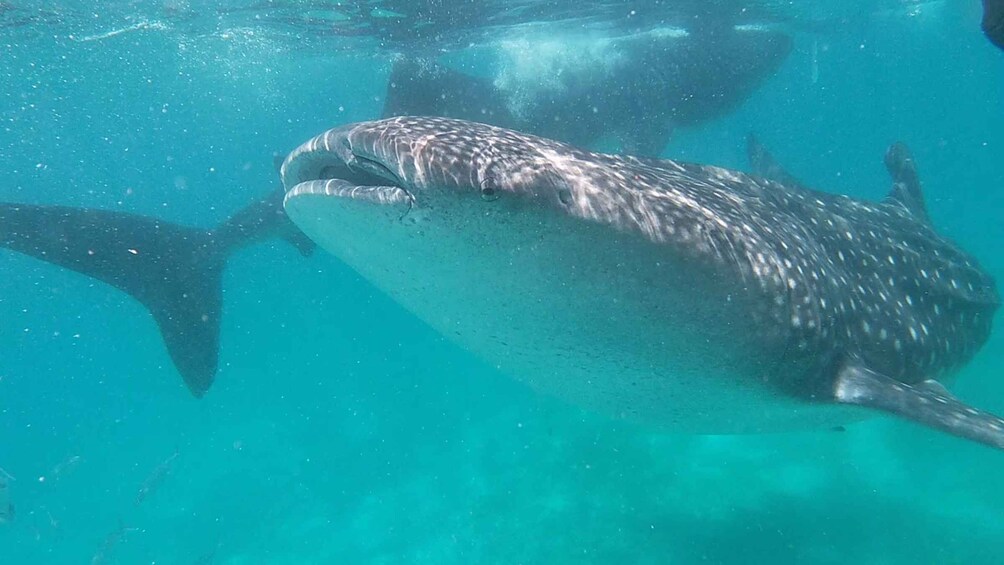 Picture 1 for Activity Cebu: Whaleshark Swimming & Moalboal Snorkelling Day Trip