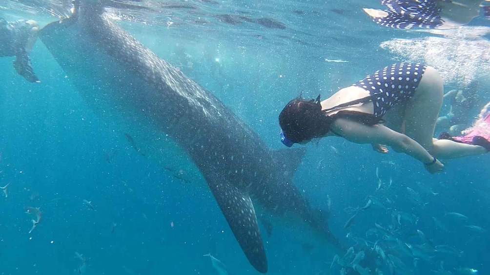 Picture 4 for Activity Cebu: Whaleshark Swimming & Moalboal Snorkelling Day Trip