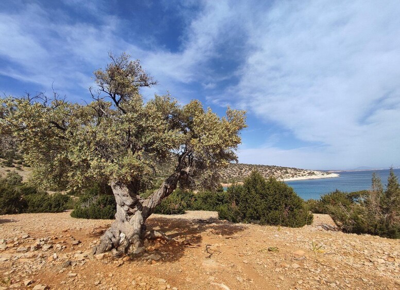 Picture 7 for Activity Naxos: Explore the cave of the unspoiled south-east coast!