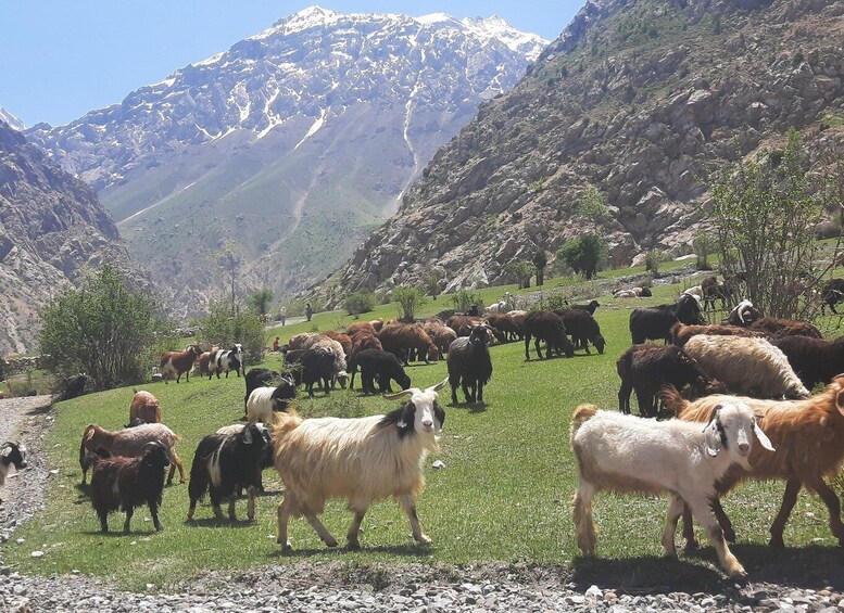 Picture 16 for Activity From Samarkand: Day Tour to the Seven Lakes of Tajikistan