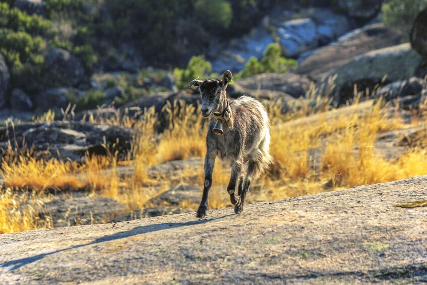 Picture 2 for Activity Private guided tour to Serra da Estrela with Accomodation