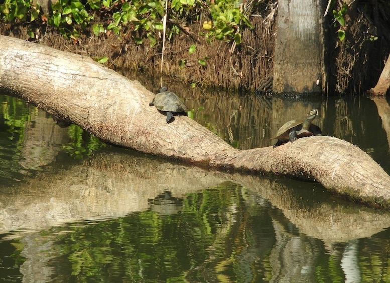 Picture 5 for Activity From Puerto Maldonado: Tambopata National Reserve 3-Day Tour