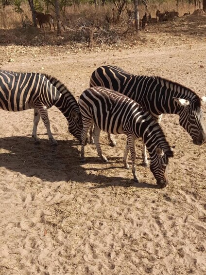 Picture 6 for Activity Fathala wildlife safari Park