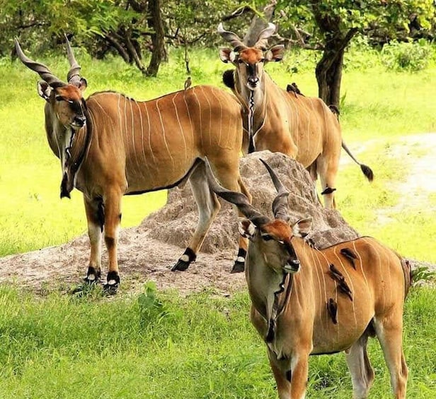 Picture 2 for Activity Fathala wildlife safari Park