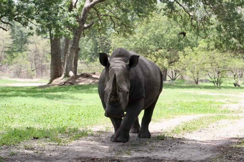 Picture 4 for Activity Fathala wildlife safari Park