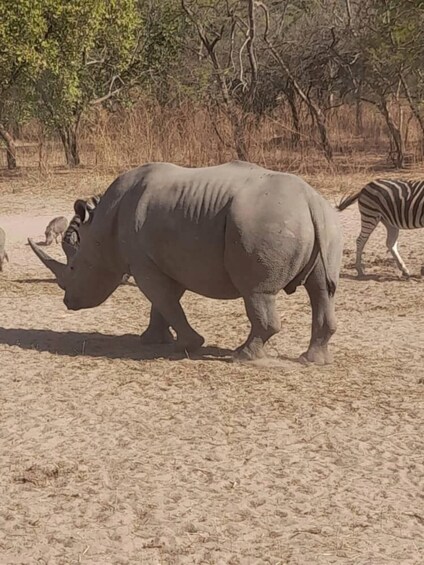 Picture 5 for Activity Fathala wildlife safari Park