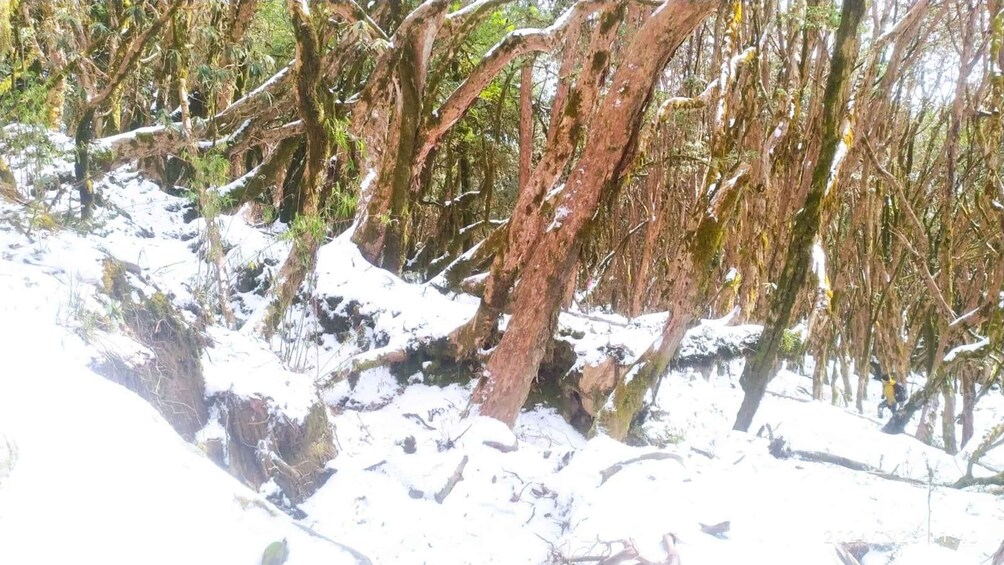 Picture 20 for Activity From Pokhara: 4 Days Mardi Himal Base Camp Trek